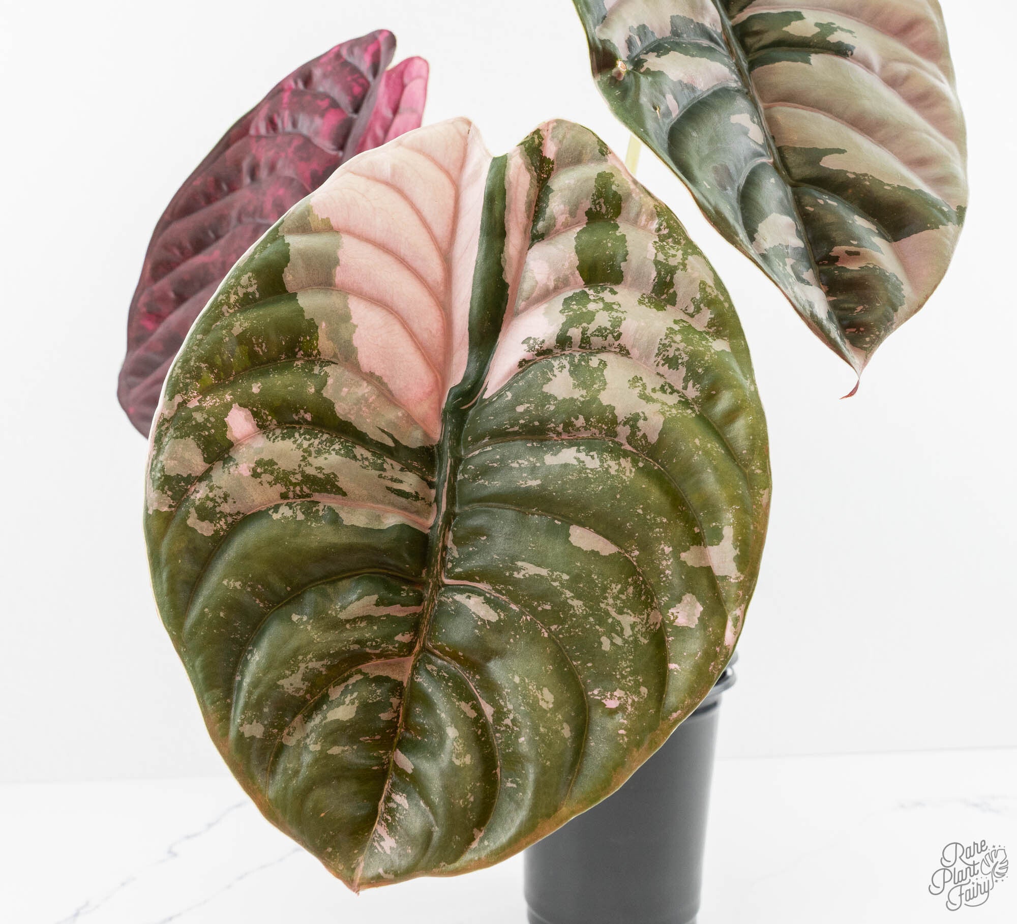 Alocasia 'Cuprea' True Pink Variegated *Corm Grown* (wk13-UV