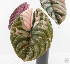 Alocasia 'Cuprea' True Pink Variegated *Corm Grown* (wk18-UP)