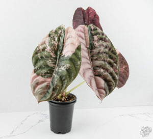 Alocasia 'Cuprea' True Pink Variegated *Corm Grown* (wk18-UP)