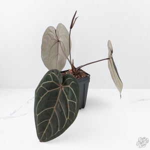 Anthurium Michelle '1' x Red Velvet Cake '24' by DocBlock® (wk22-L)
