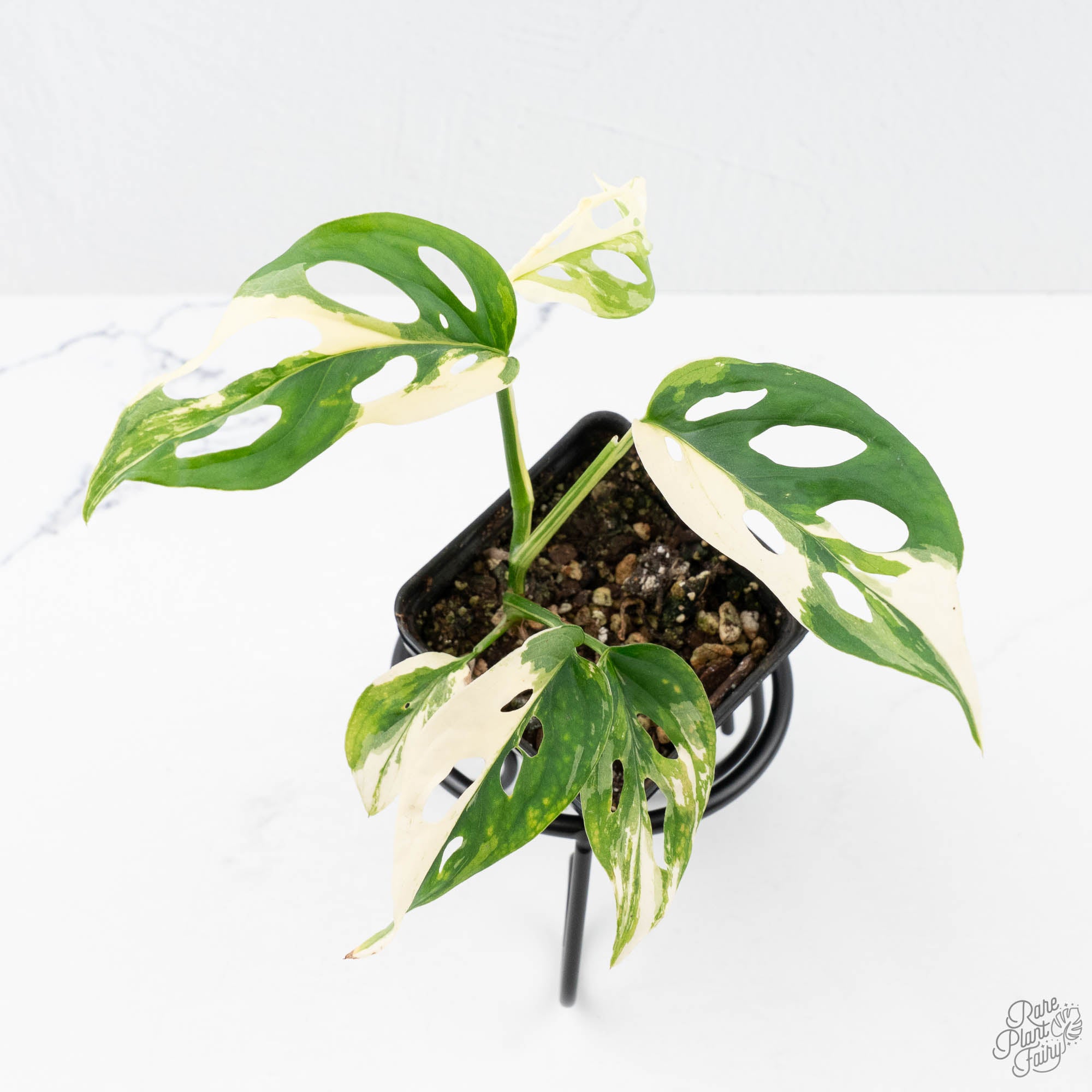 monstera deliciosa double fenestration Monstera Adansonii 'Double Windows' Albo Variegated (Commonly Labeled – Rare Plant Fairy