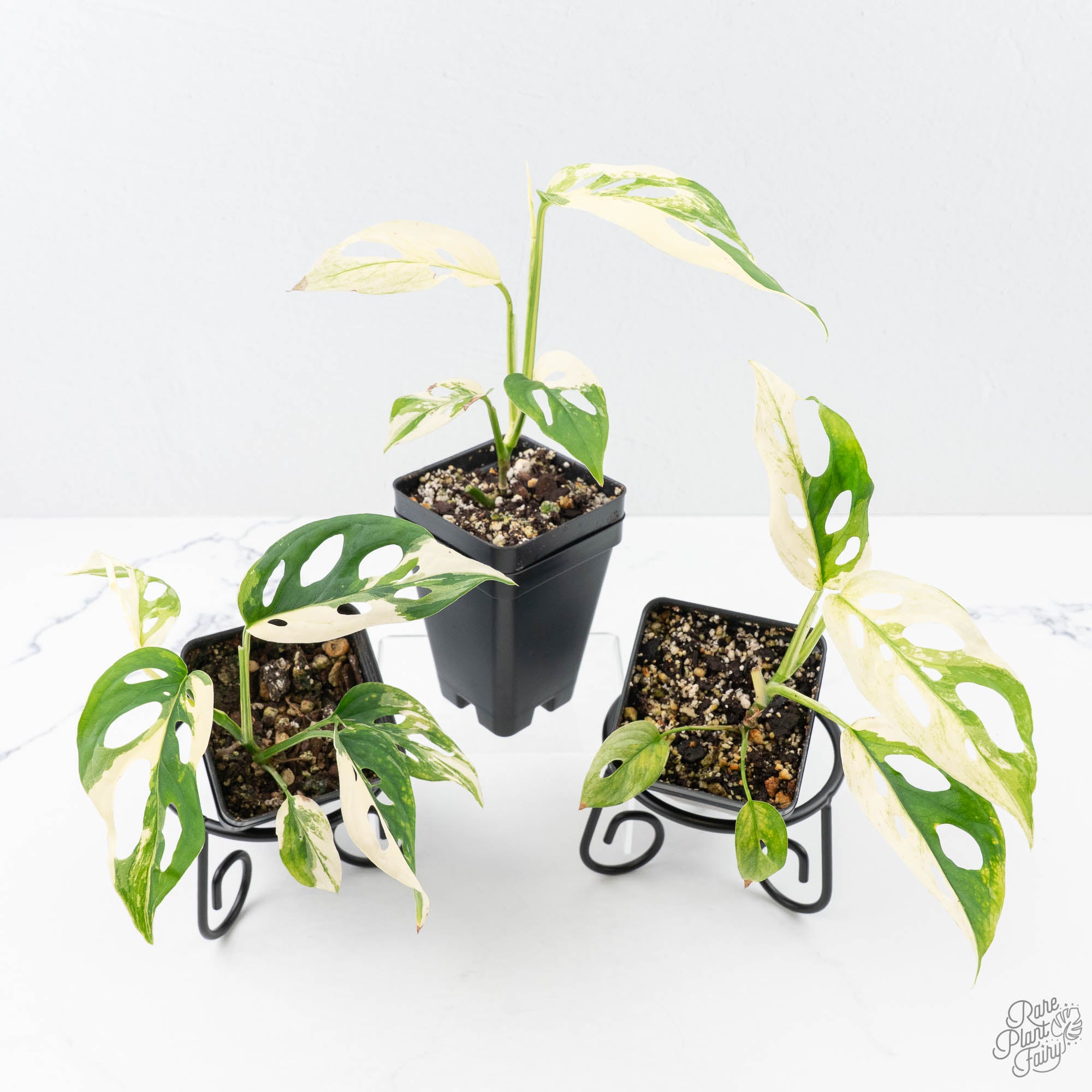 monstera acuminata vs adansonii Monstera Adansonii 'Double Windows' Albo Variegated (Commonly Labeled as Monstera Acuminata Albo) *Grower's Choice*
