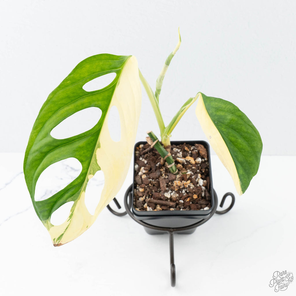 Monstera adansonii albo variegated *Large Form* (wk21-B)