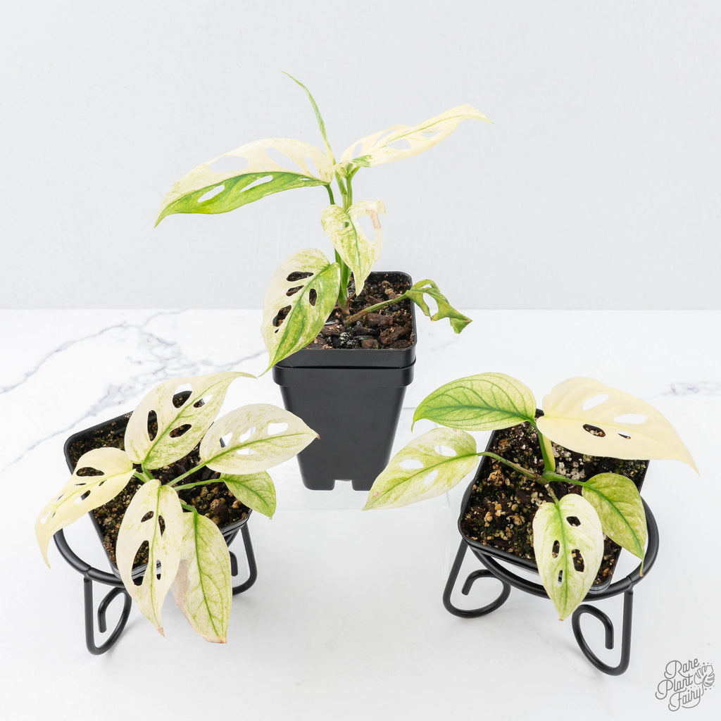 monstera adansonii hybrid Monstera Adansonii Double Windows Mint Variegated (Commonly Mislabeled – Rare Plant Fairy