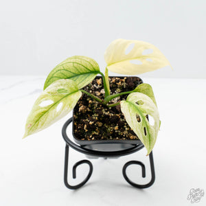 Monstera Adansonii ‚ÄòDouble Windows‚Äô Mint Variegated (Commonly Mislabeled as Monstera Acuminata Mint) *Grower's Choice*