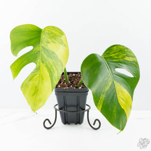 Monstera Deliciosa Aurea Variegated (Small Form/Borsigiana) (wk21-A)