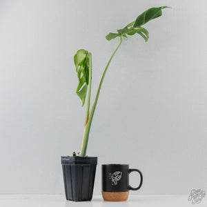 Monstera Deliciosa 'Hurricane' (wk42-U178)