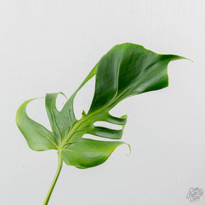 Monstera Deliciosa 'Hurricane' (wk42-U178)