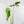 Monstera Deliciosa 'Hurricane' (wk42-U178)