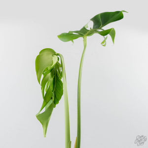 Monstera Deliciosa 'Hurricane' (wk42-U178)