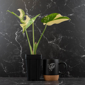 Monstera Deliciosa 'Medusa' (wk42-U120)