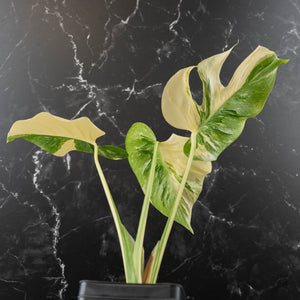 Monstera Deliciosa 'Medusa' (wk42-U120)