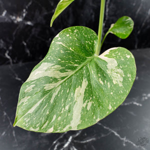 Monstera Deliciosa 'Medusa' (wk40-U8)