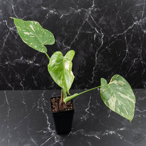 Monstera Deliciosa 'Medusa' (wk40-U8)