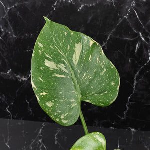 Monstera Deliciosa 'Medusa' (wk40-U8)