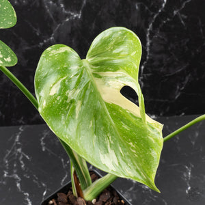 Monstera Deliciosa 'Medusa' (wk40-U8)
