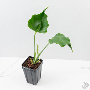 Monstera Deliciosa 'Unniiae' (wk42-U177)