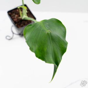 Monstera Deliciosa 'Unniiae' (wk42-U177)