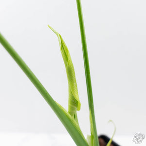 Monstera Deliciosa 'Unniiae' (wk42-U177)