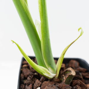 Monstera Deliciosa 'Unniiae' (wk42-U177)