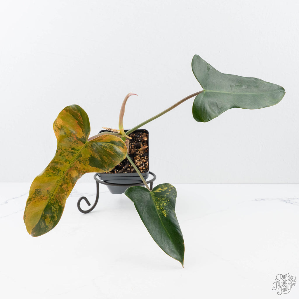 philodendron bipennifolium vs florida Philodendron 'Brown Beauty' ('Black Billietiae' x 'Florida Beauty') (w –  Rare Plant Fairy