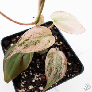 philodendron micans variegated pink Philodendron micans pink mint variegated *Grower's Choice* – Rare Plant Fairy