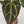 9032 Anthurium Thor’s Lightning ‘51’ x Red Crystal ‘12’