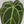 9047 Anthurium Brown Derby ‘39’ x Brown Derby ‘39’