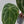 9021 Anthurium Zara ‘29’ x Zara ‘3’