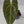 9014 Anthurium Magnificent Dark ‘49’ x Zara ‘29’