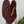 4270 Anthurium Red Velvet Cake ‘24’ x Zara ‘29’