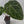 9045 Anthurium Brown Derby ‘39’ x Brown Derby ‘39’