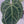 9035 Anthurium Thor’s Lightning ‘51’ x Red Crystal ‘12’