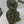 9037 Anthurium Thor’s Lightning ‘51’ x Red Crystal ‘12’