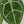 9008 Anthurium Brown Derby ‘39’ Brown Derby ‘39’