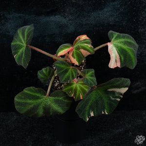Begonia Soli-mutata variegated (Sun-changing Begonia) *Growers Choice*