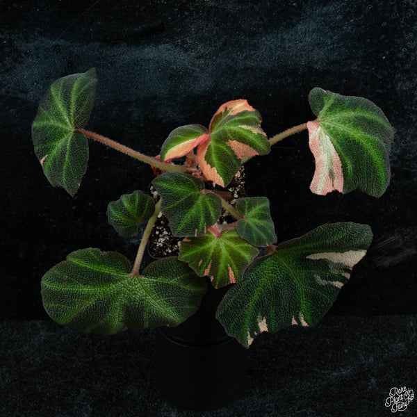 Begonia Soli-mutata variegated (Sun-changing Begonia) *Growers choice*