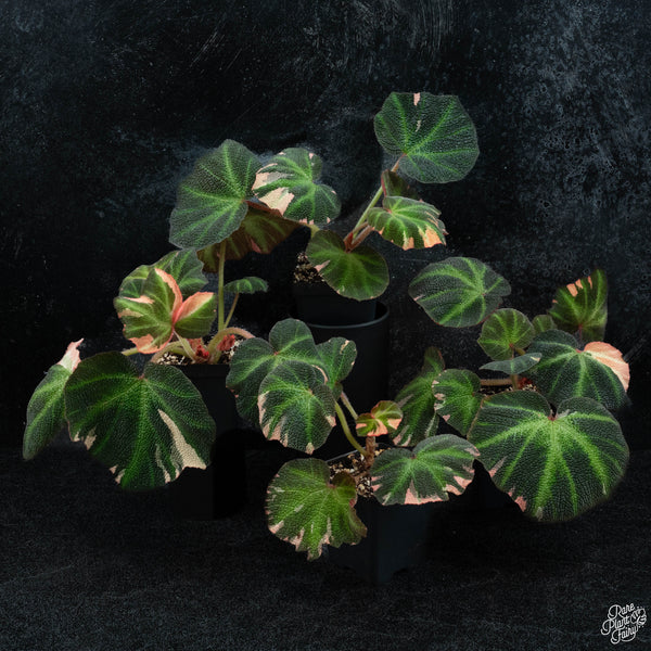 Begonia Soli-mutata variegated (Sun-changing Begonia) *Growers choice*