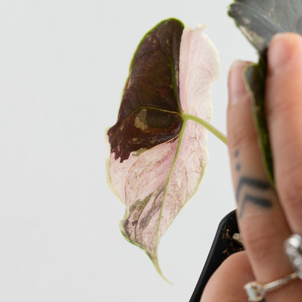 Alocasia 'Azlanii' Pink Variegated (wk7-F)