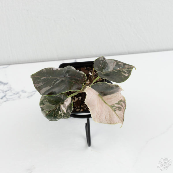 Alocasia 'Azlanii' Pink Variegated (wk7-F)