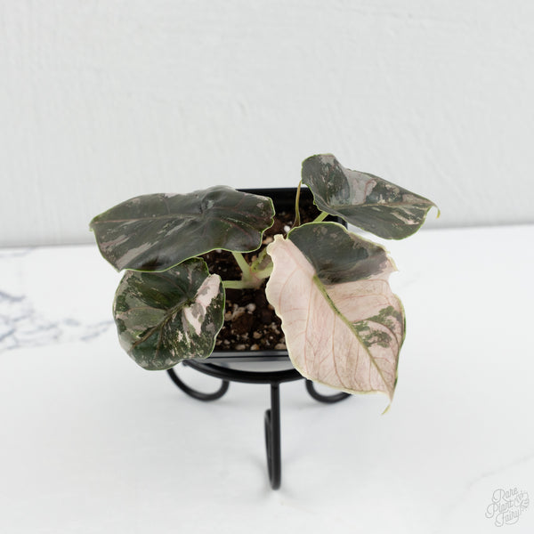Alocasia 'Azlanii' Pink Variegated (wk7-F)