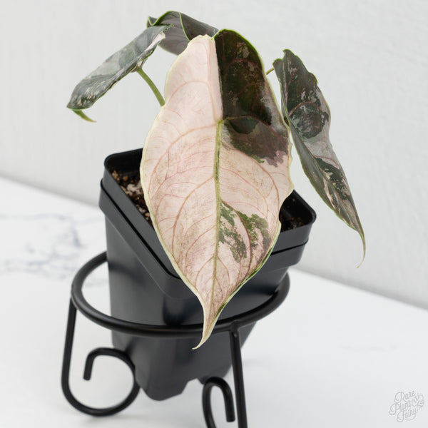 Alocasia 'Azlanii' Pink Variegated (wk7-F)