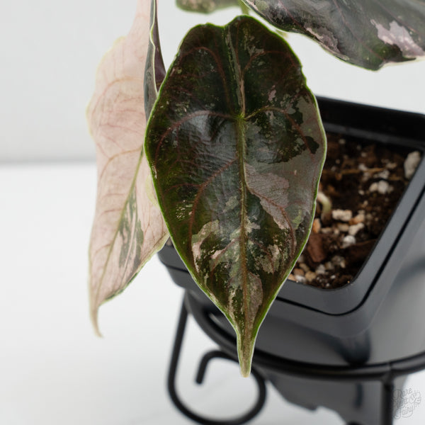 Alocasia 'Azlanii' Pink Variegated (wk7-F)