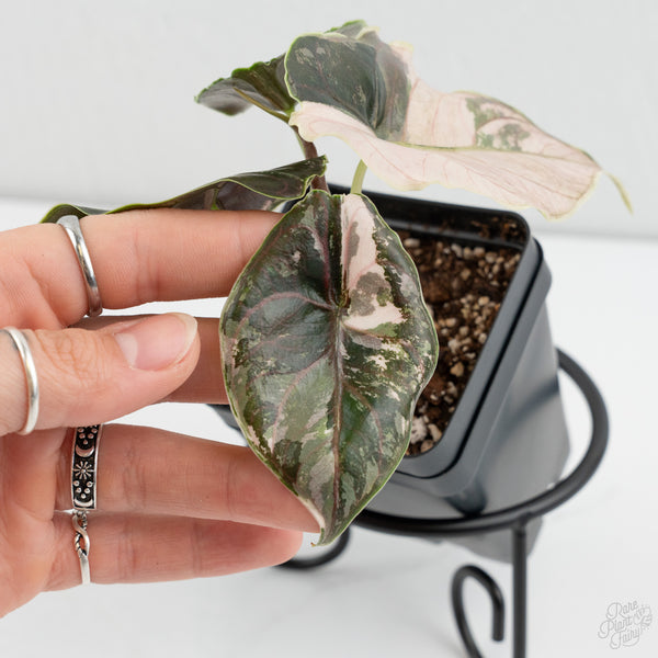 Alocasia 'Azlanii' Pink Variegated (wk7-F)