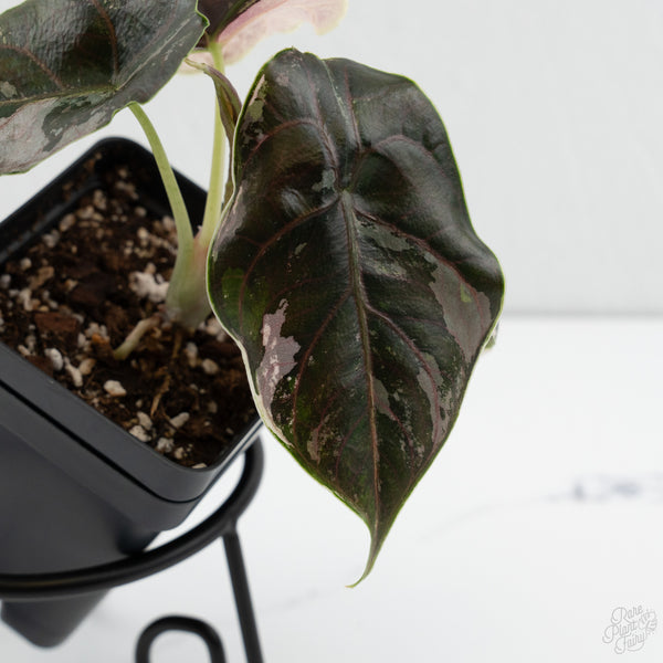Alocasia 'Azlanii' Pink Variegated (wk7-F)
