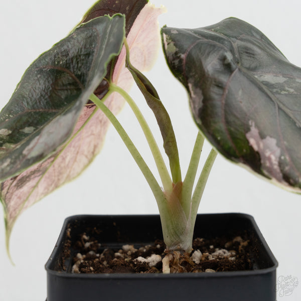 Alocasia 'Azlanii' Pink Variegated (wk7-F)