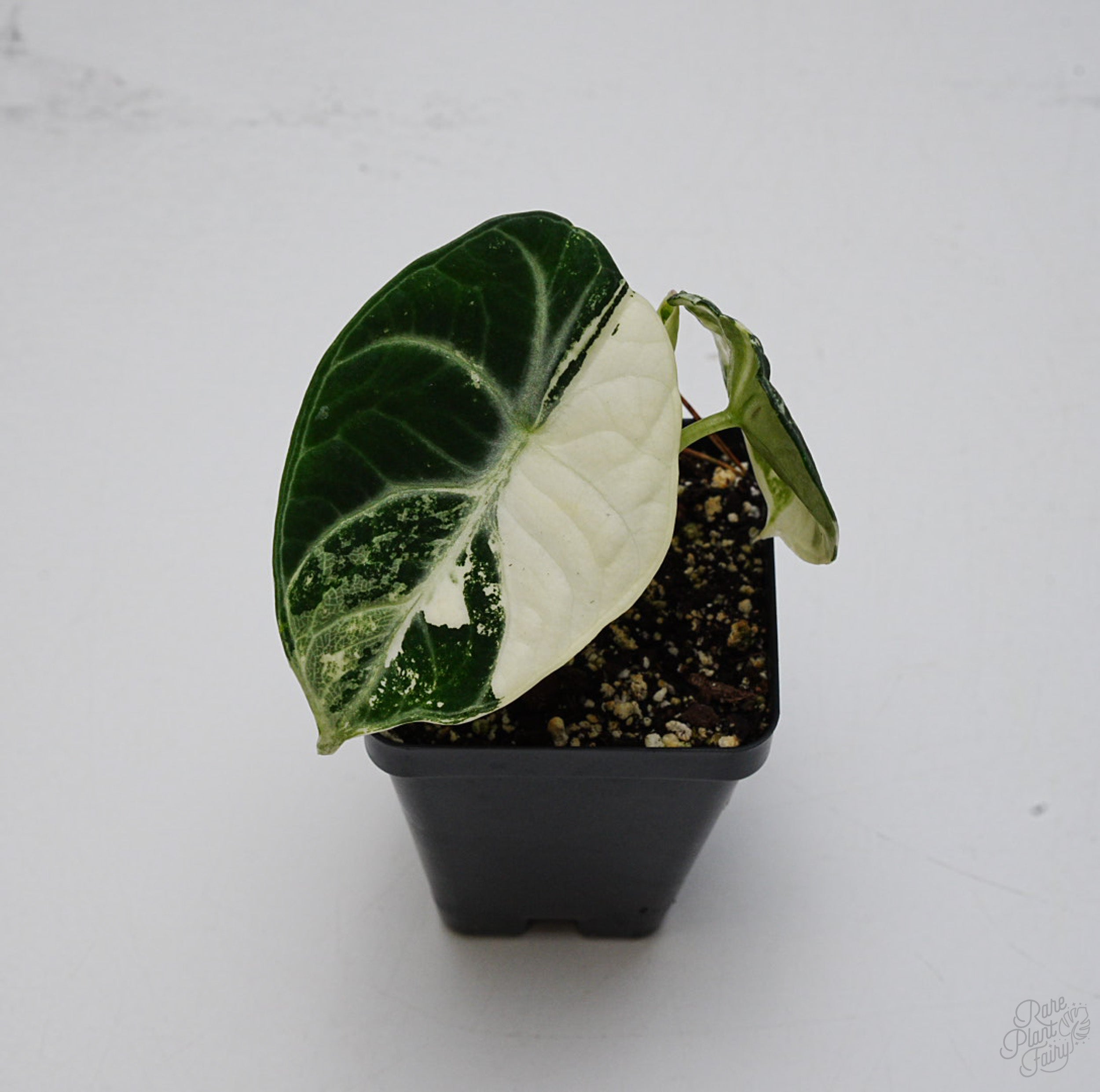 philodendron black velvet Alocasia 'Black Velvet Ninja' Albo Variegated *Grower's Choice*