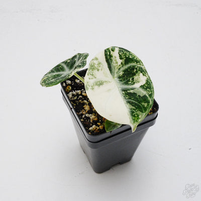 Alocasia 'Black Velvet Ninja' Albo Variegated *Grower's Choice*