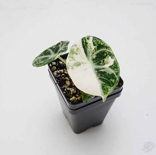 Alocasia 'Black Velvet Ninja' Albo Variegated *Grower's choice*