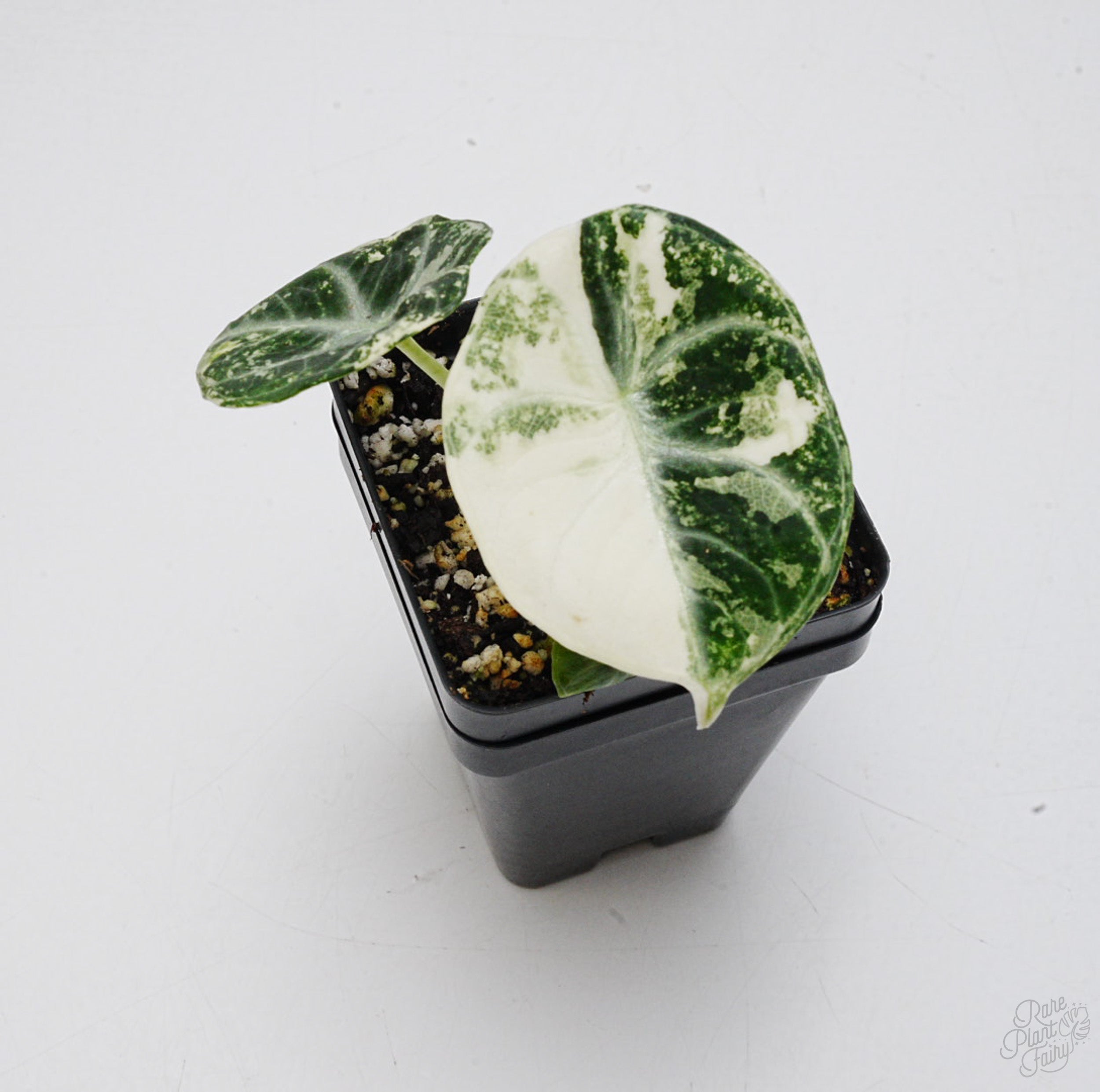 philodendron black velvet Alocasia 'Black Velvet Ninja' Albo Variegated *Grower's Choice*